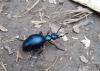 Meloe violaceus